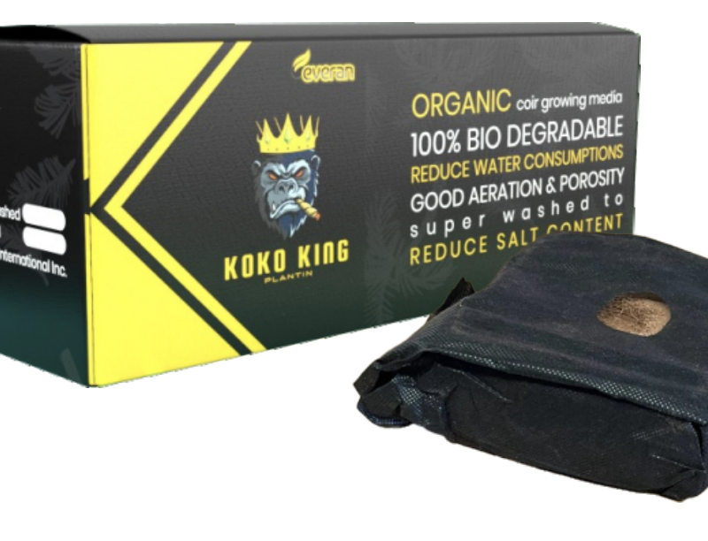 Koko King Kube